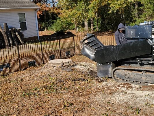 Stump grinding, after tree removal.