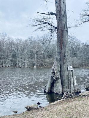 there is "no swimming" in Alligator lake