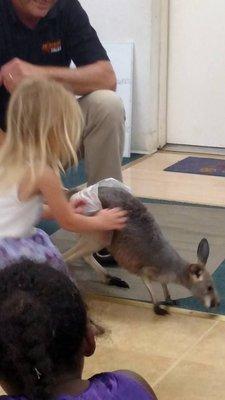 It is not everyday you get to pet a Red Kangaroo.