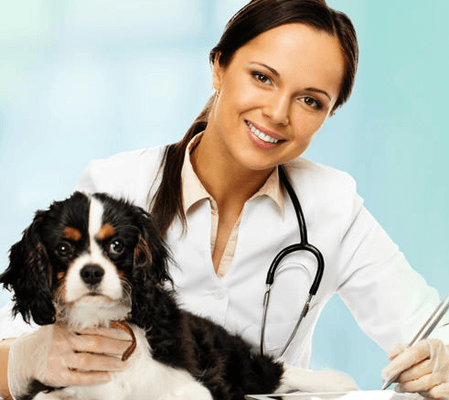 City Animal Hospital