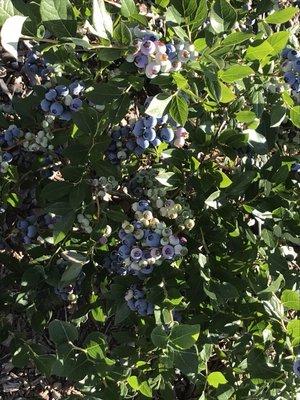 Duke Blueberries our early season variety loaded with berries 2018.