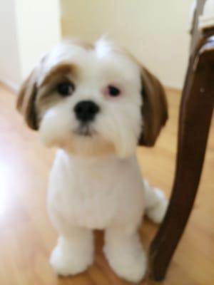 Kimi is Amazing! Puppy Mocha looks so cute!