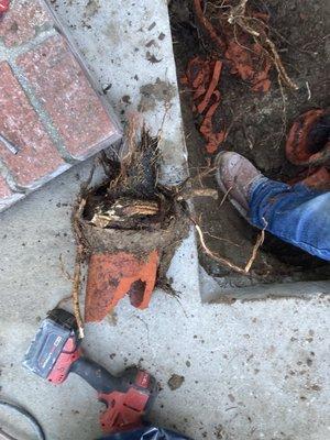 Sewer main spot repair full of roots