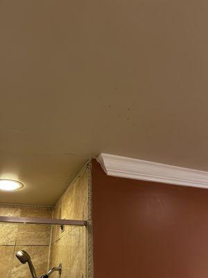 Mold growing on ceiling