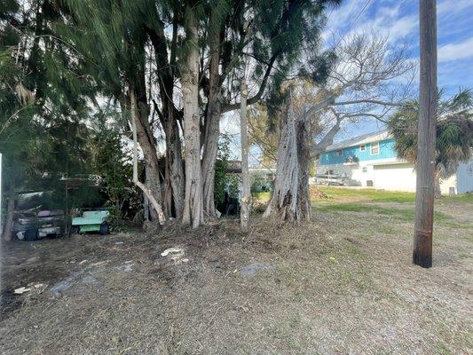 Cleared Australian Pine Trees and Ficus tree away from customers property. Power lines close. Call the experts!