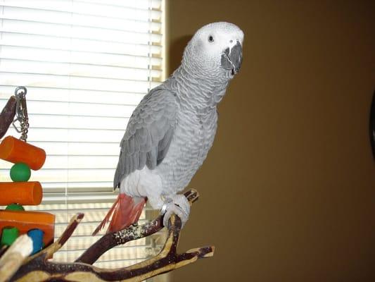 African Grey Parrot