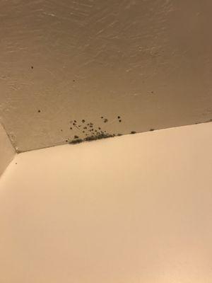 Mold on the ceiling in the bathroom