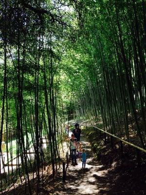 Bamboo garden