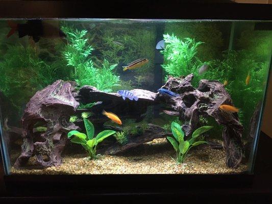 Cichlid Tank