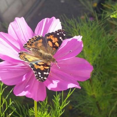 We raised butterflies and released them into our flower garden!