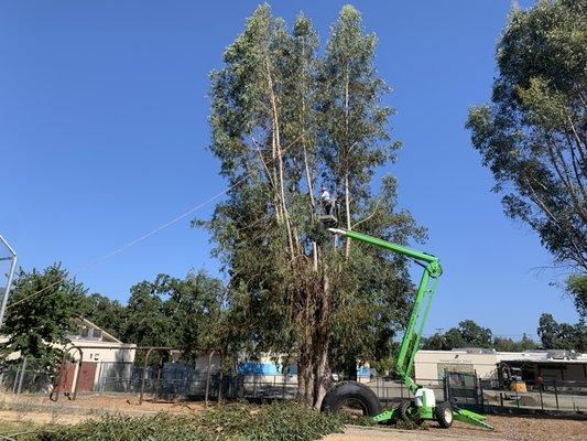 Eucalyptus pruning in 55 foot 4x4 man lift.