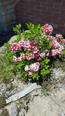 Mountain Laurel- 'Spoonwood' is the Native American word for mountain laurel.