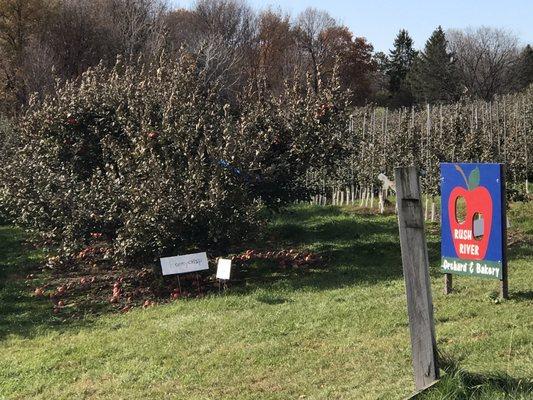 Each row of trees labeled and trees are well maintained