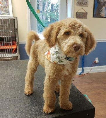 We will groom all variety of doodles or other breeds, from the smallest to the largest.