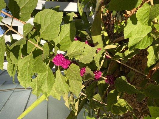 Beauty berry!