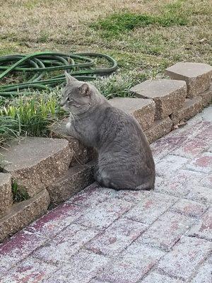 Smokey the cat