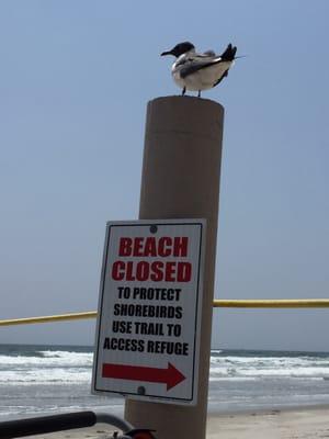 Don't go beyond the rope!  Protected beach to preserve wild life.  Sea gull pooped in the wind and just missed my leg.