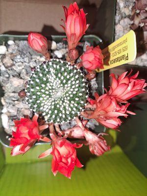 tiny new rebutia. too bad I probably won't be able to get it to bloom like this again haha