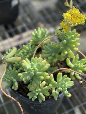 Sedum pachyphyllum