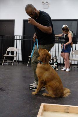 Working focus with a young golden retriever!