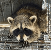 Raccoon Trapping