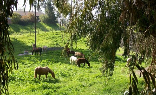 We have 3 open pastures