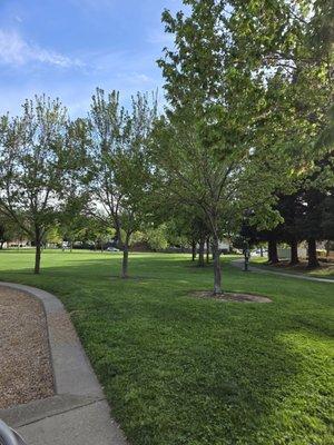 Nice green and lots of big trees