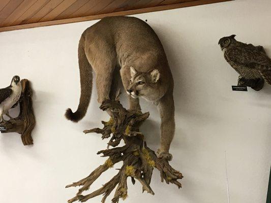 Apparently this kitty was hunting cattle. He is now a fixture on the wall at the ranger station.