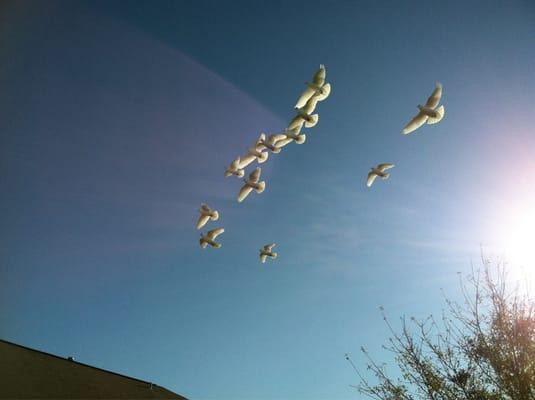 Magical Moment Dove Releases