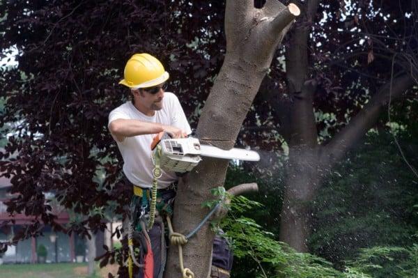 Tree Trimming, Tree Cutting, Tree Pruning