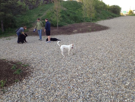 Robbie having fun at Fido Field