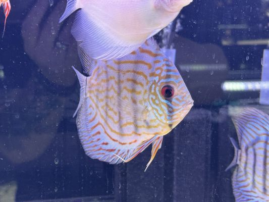 Discus