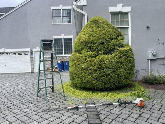 Bush trimming