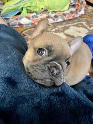 Blue fawn French Bulldog