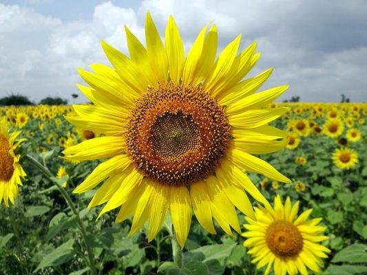 Sunflower Counseling