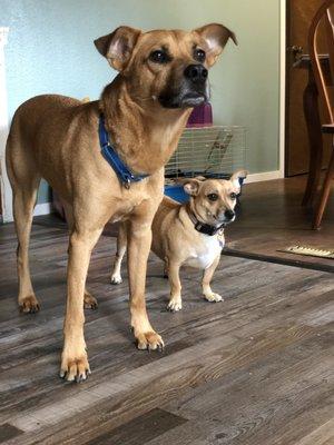 My doggies enjoying my new floors.