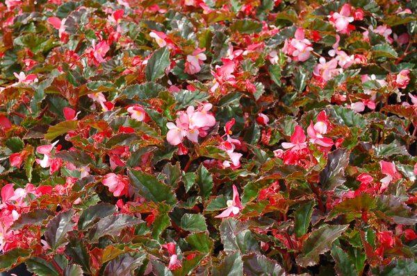 Begonia richmondensis