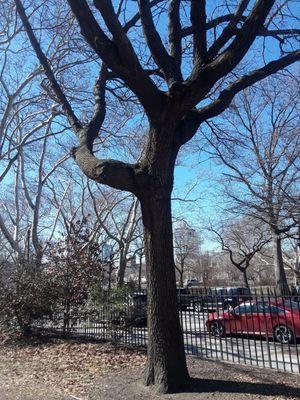 Look at this dancing tree (moko jumbie) lady at Tom Stofka Garden