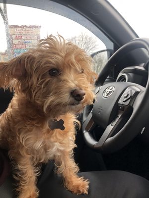 Dog before groom