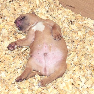 Chimera XL Bullies puppy knocked out after feeding at 4 weeks