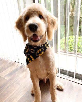 Freshly Groomed and with a new Bandana from my friends at Boca Village Animal Hospital!