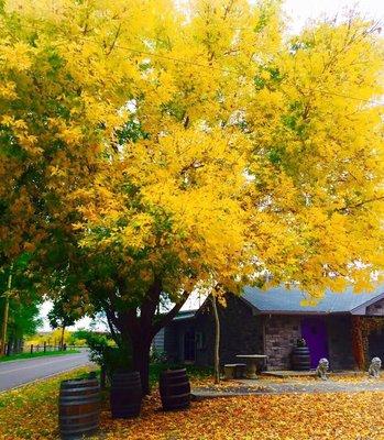 Autumn at Graystone Winery