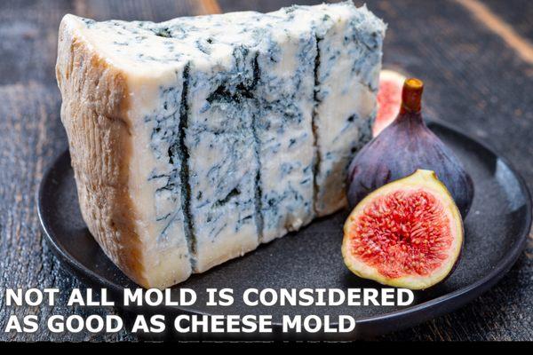 Not all mold is considered as good as cheese mold