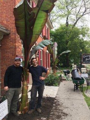 Wrangling some banana trees at Gringo Jack's in Manchester