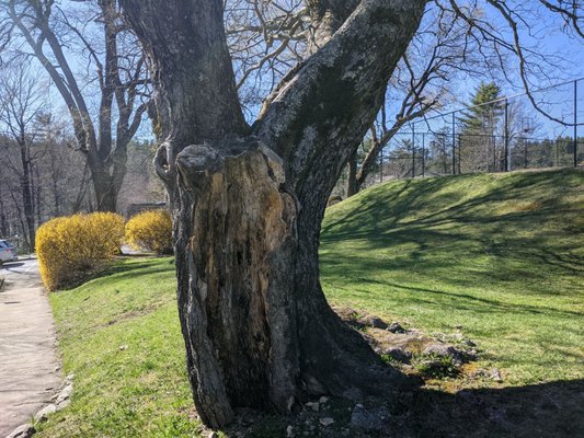 Memorial Park