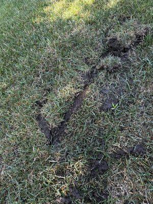 Lawn damage