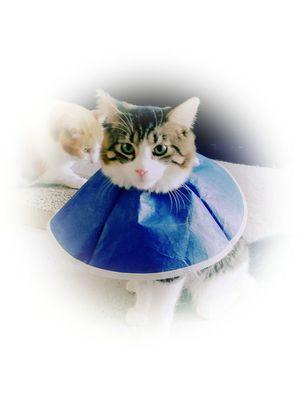 My cat Yugioh after being snipped by Dr. Weaver at CCOW. He's not too happy about having to wear the cone