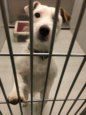 Cookie! Cutest Jack Russell mix needs a home! Four year old female 4/30/2016