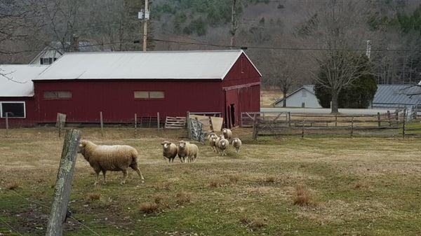 We found some sheep next door on our hike