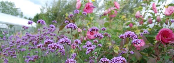 Native Plants